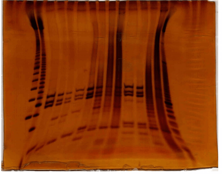 Smiling gel gel electrophoresis equipment